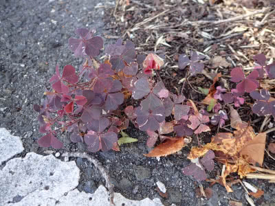 紫色の葉のカタバミ Saitodev Co