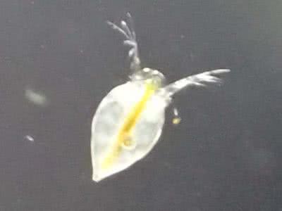 デジカメを介して動物プランクトンを見る Saitodev Co