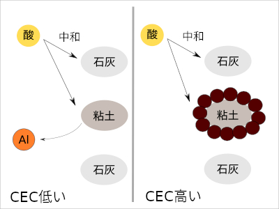 土壌が酸性でないところでもスギナが繁茂した Saitodev Co