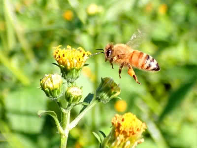 ミツバチの飛距離はどれ程 Saitodev Co