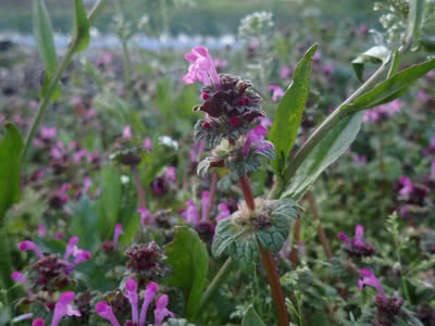 ハコベから土の状態を教えてもらう Saitodev Co