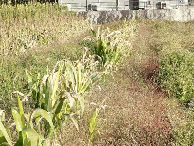 宝塚中部の白い土 Saitodev Co