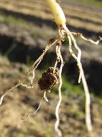 root_soil