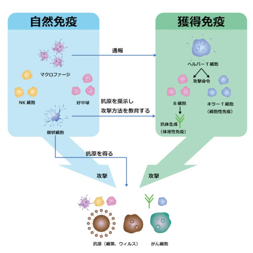 獲得免疫の仕組みから乳酸菌の摂取の効果を探る Saitodev Co