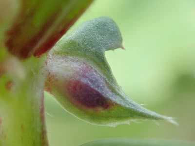 カラスノエンドウは托葉でアリを集める Saitodev Co