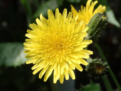 ノゲシはアスファルトのちょっとした隙間を狙う Saitodev Co