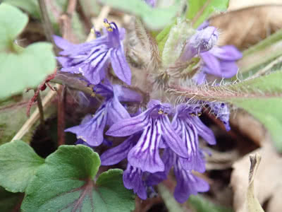 地獄の釜の蓋 Saitodev Co