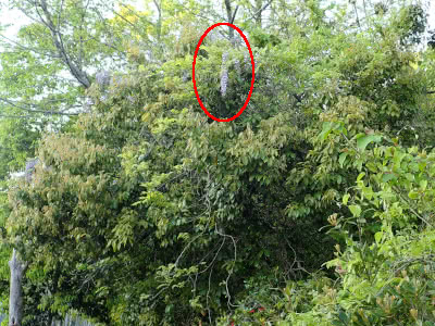 カシの木の上をフジが覆う Saitodev Co