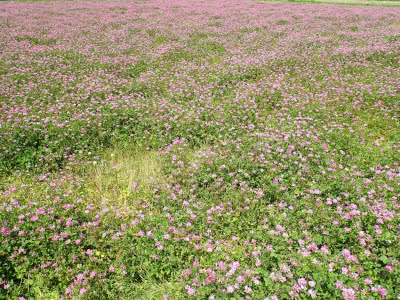 土作りを意識したレンゲ米栽培の田の田起こし 高槻子供と遊ぶ場所