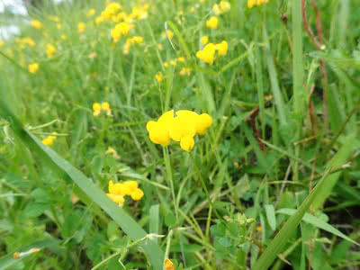 ミヤコグサの花弁に数本の赤いすじ Saitodev Co