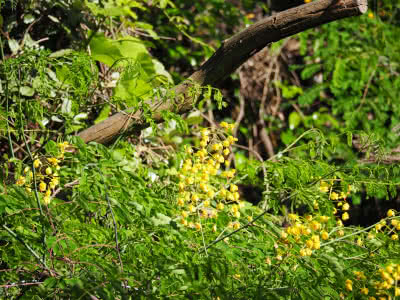 マメ科の黄色い花が鈴なりで開花している Saitodev Co