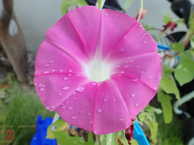 薄い色の花弁のアサガオの花が咲きました Saitodev Co