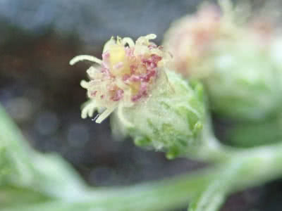ヨモギの花が咲いている Saitodev Co