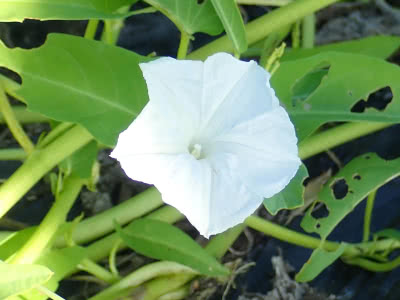 エンサイの花が咲いている Saitodev Co