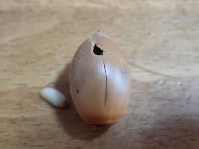 持ち帰ったドングリから昆虫の幼虫が出てきたよ Saitodev Co