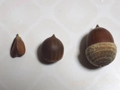 ドングリの殻斗は何の為にあるのか？ - saitodev.co
