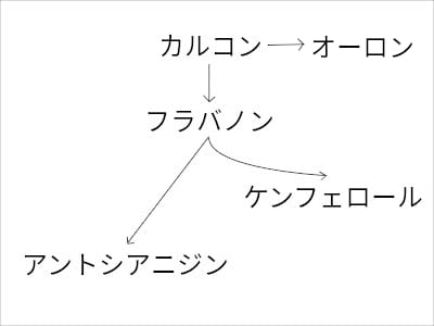 薄い色の花弁のアサガオからフラボノイドのことを考える Saitodev Co