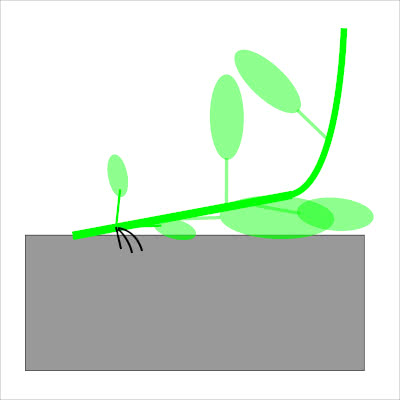 不定根は最後の手段 - saitodev.co
