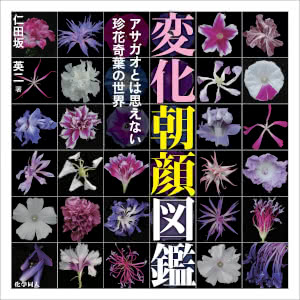 薄い色の花弁のアサガオからフラボノイドのことを考える Saitodev Co
