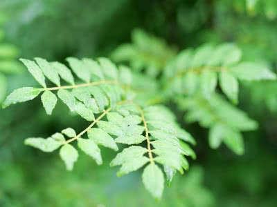 木の芽を叩くと放出される香り Saitodev Co