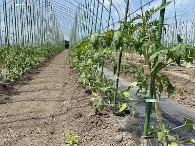 トマト栽培の土作り事情 Saitodev Co