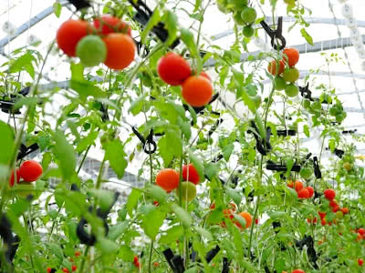 トマト栽培の栄養成長と生殖成長を意識する Saitodev Co