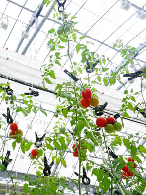 トマトの一本仕立て Saitodev Co