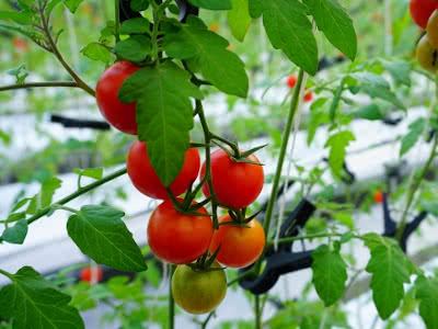 トマトの花落ちを理解するために微量要素の観点を持ち出す Saitodev Co