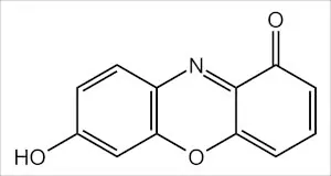 7-hydroxyphenoxazone