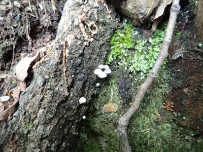 低木の根元の倒木にキノコ Saitodev Co