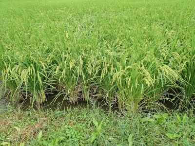 ナメクジの天敵を探せ Saitodev Co