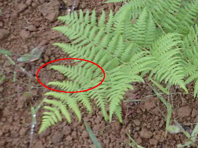 シダ植物を見分ける為に羽片を学ぶ Saitodev Co