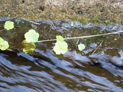 用水路の水の流れに揺れる草の名前は何だ Saitodev Co 用水路の水の流れに揺れる草の名前は何だ Saitodev Co