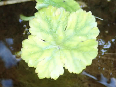 用水路の水の流れに揺れる草の名前は何だ Saitodev Co 用水路の水の流れに揺れる草の名前は何だ Saitodev Co