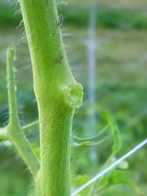 トマトの花落ちを理解するために微量要素の観点を持ち出す Saitodev Co