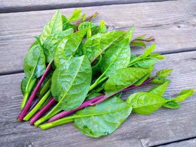 ツルムラサキのネバネバ成分は何のためにある Saitodev Co