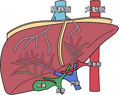 胆汁は体のどこにありますか?