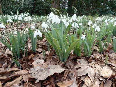 春を告げる花 その花の花弁は白い Saitodev Co