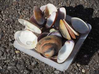 アサリの味噌汁を飲んだら 貝殻が残った Saitodev Co