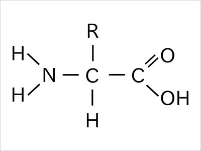 タンパクを形成するペプチド結合 Saitodev Co