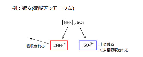 肥料分としての窒素の吸収形態 Saitodev Co