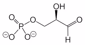 D-Glycerinaldehyde_3-phosphate_deprotonated_V1