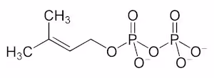 Dimethylallyl_diphosphate