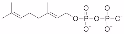 Geranyl_pyrophosphate