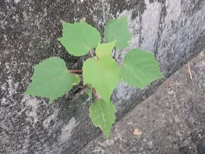 P7100223