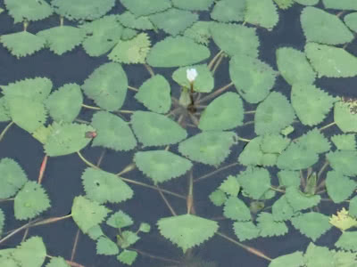 ヒシはどんな草？ - saitodev.co