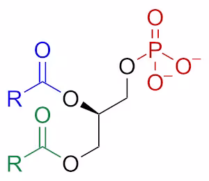Phosphatidate_skeletal