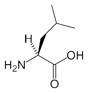 L-leucine-skeletal