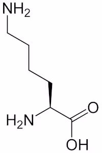 L-lysine-2D-skeletal