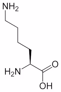 L-lysine-2D-skeletal_0